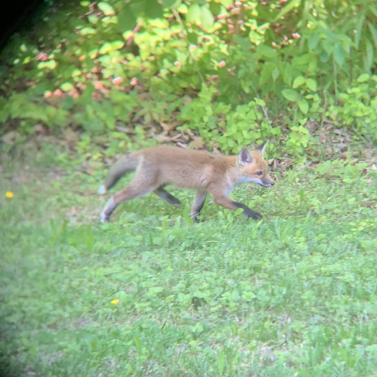 QiuChenFan's tweet photo. still amazed that 🦊 came to take naps and even let babies out during daytime. The fox parents actually have 5 babies in total🍼we saw. but when they all came out it’s too dark already outside. Clearly our observin equipment isn’t too fancy.. 😂
#animalwatching #backyardanimals https://t.co/HM7cEADTL0