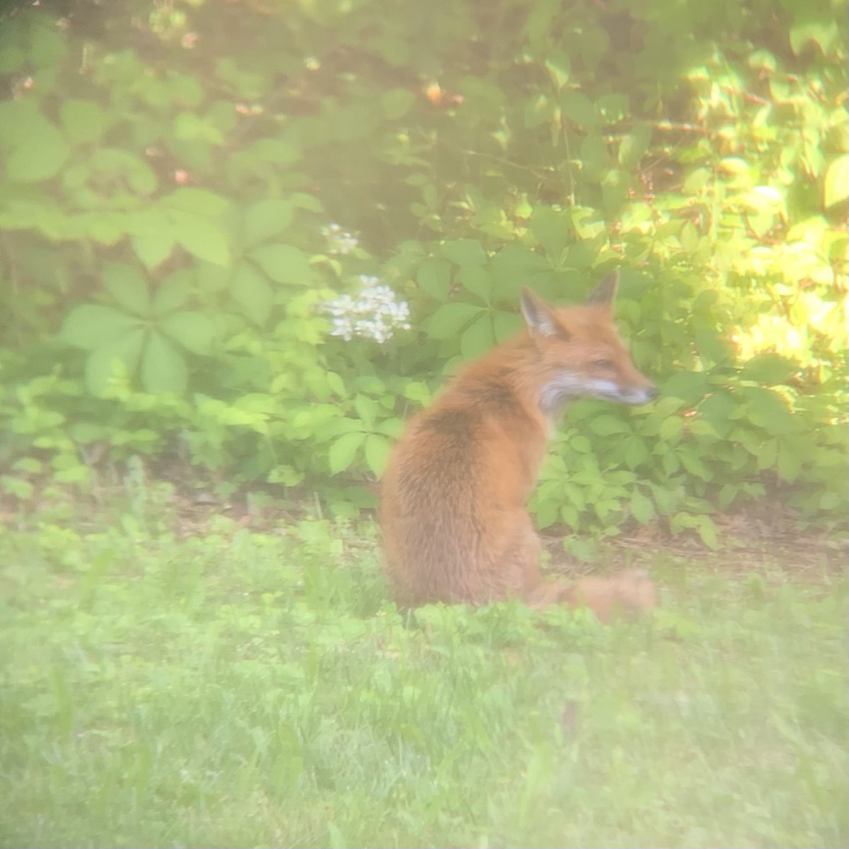 QiuChenFan's tweet photo. still amazed that 🦊 came to take naps and even let babies out during daytime. The fox parents actually have 5 babies in total🍼we saw. but when they all came out it’s too dark already outside. Clearly our observin equipment isn’t too fancy.. 😂
#animalwatching #backyardanimals https://t.co/HM7cEADTL0
