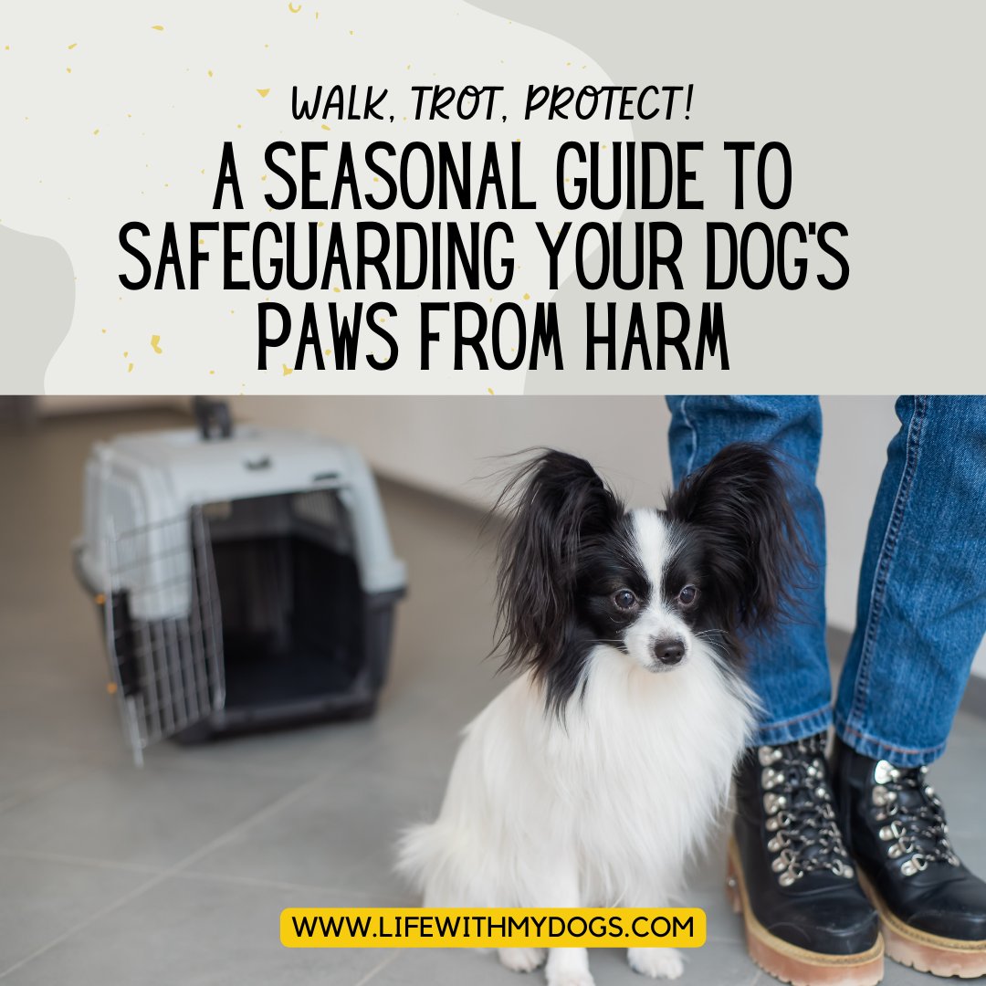 LifeWithMyDogs9's tweet image. 🌞❄️ Your #dogspaws deserve extra care and attention throughout the year! 🐶💕 Join us as we dive into a comprehensive guide on protecting those precious paws from seasonal hazards. From scorching hot pavements to icy sidewalks, we&apos;ve got you covered! ❄️ #PawProtection