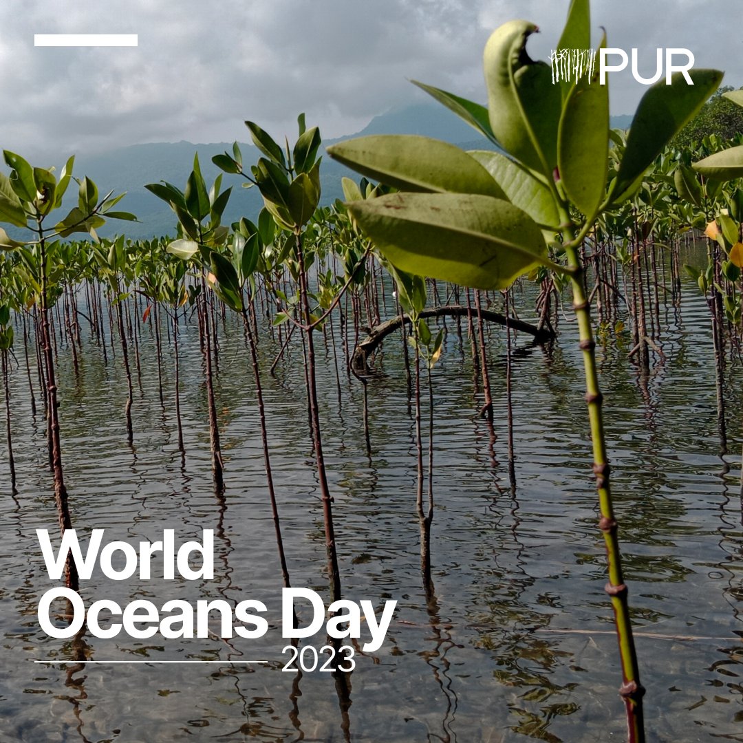 On #WorldOceansDay, PUR is doing our part to protect essential bodies of #Water. Our team helps to restore marine #Ecosystems, planting over 400,000 #Mangroves in collaboration with local communities in #Indonesia and #Thailand. Learn more: bit.ly/3N2qZJ0
