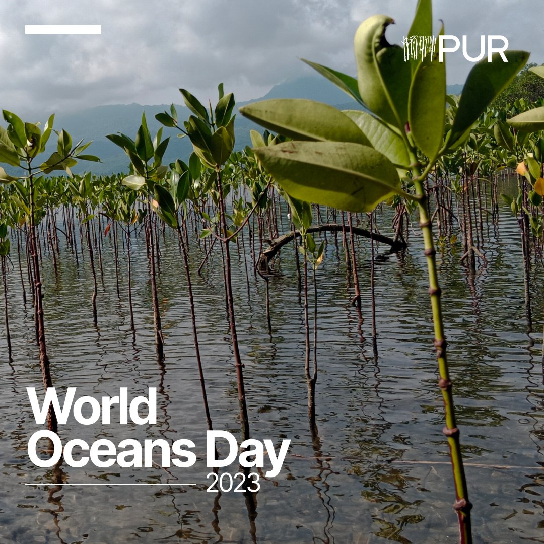 PUR Projet (@purprojet) on Twitter photo On #WorldOceansDay, PUR is doing our part to protect essential bodies of #Water. Our team helps to restore marine #Ecosystems, planting over 400,000 #Mangroves in collaboration with local communities in #Indonesia and #Thailand. Learn more: bit.ly/3N2qZJ0 On #WorldOceansDay, PUR is doing our part to protect essential bodies of #Water. Our team helps to restore marine #Ecosystems, planting over 400,000 #Mangroves in collaboration with local communities in #Indonesia and #Thailand. Learn more: bit.ly/3N2qZJ0
