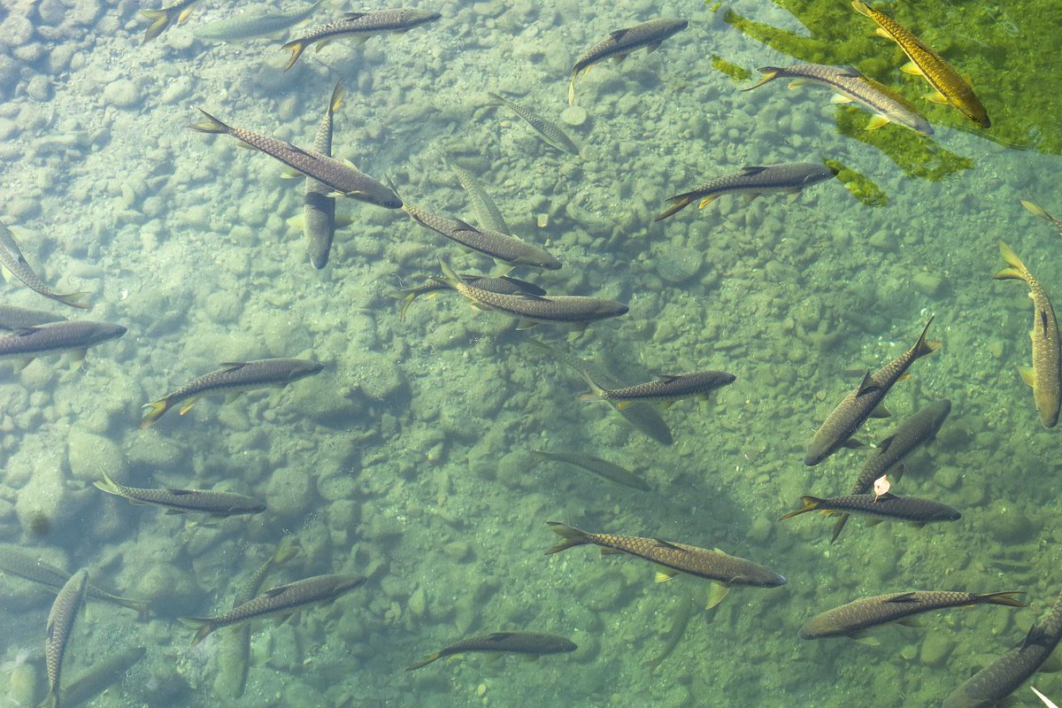 AI-Powered Fish-Farming Startup GoSmart Revolutionizes Aquaculture for Enhanced Efficiency and Sustainability

#Agriculture #AI #artificialintelligence #Autonomoussystems #FishFarming #GoSmart #Israelistartup #llm #machinelearning #NVIDIAJetson

multiplatform.ai/ai-powered-fis…