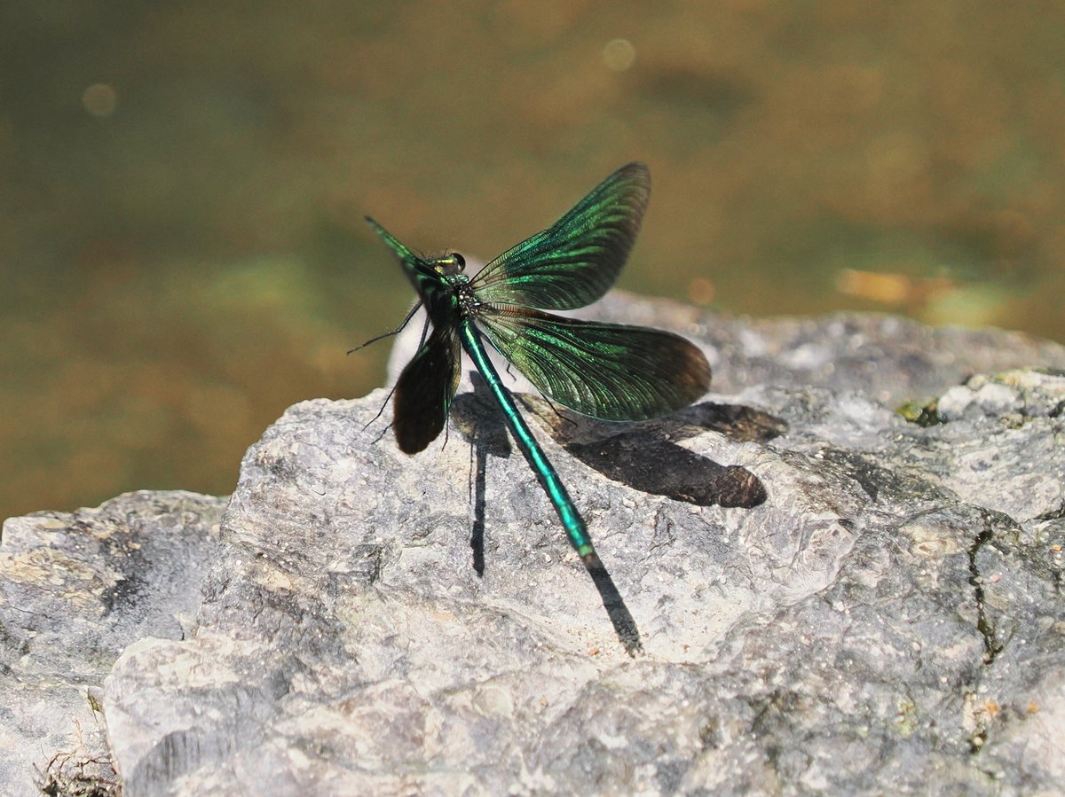 TomWallis4's tweet photo. #Beautifuldemoiselle taking off at #doublewaters
#TwitterNatureCommunity
OM System https://t.co/AlVsOCrOc3