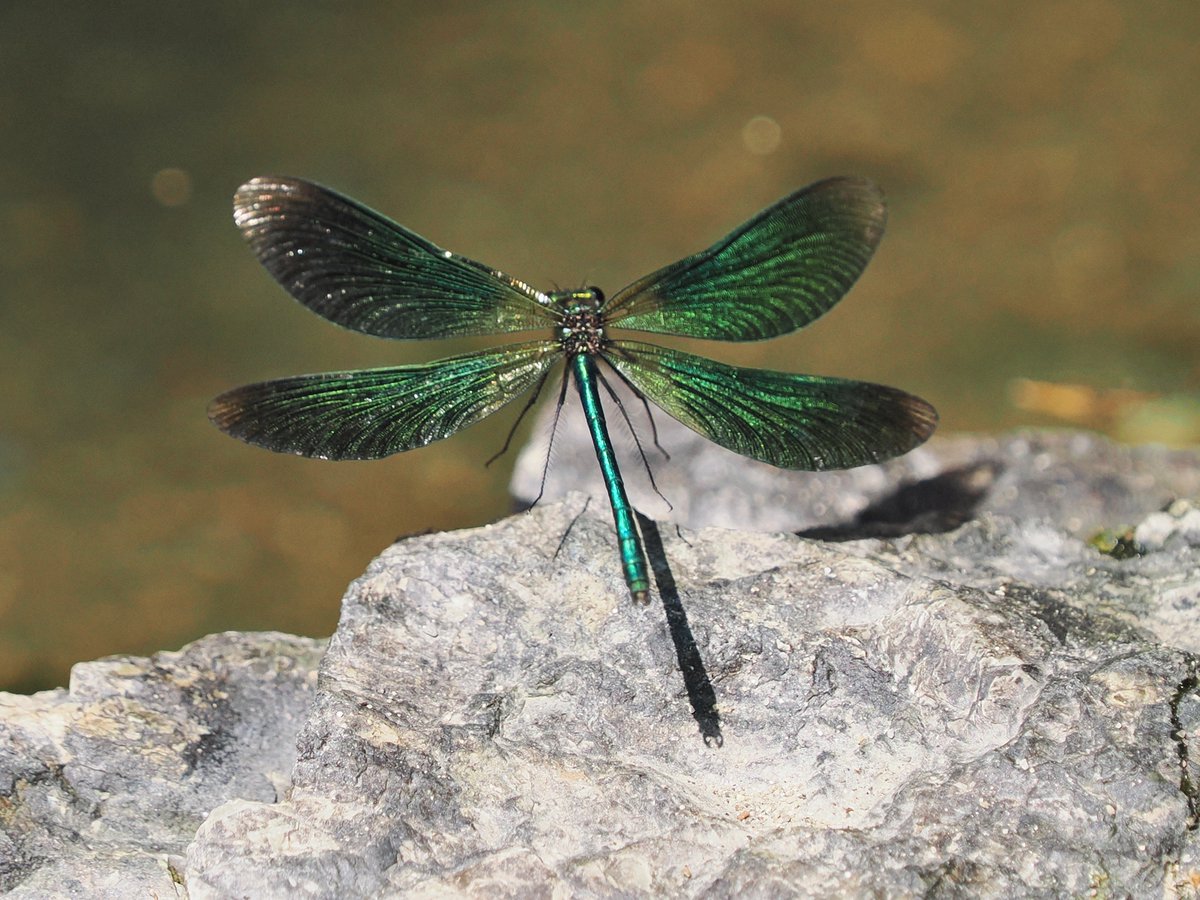 TomWallis4's tweet photo. #Beautifuldemoiselle taking off at #doublewaters
#TwitterNatureCommunity
OM System https://t.co/AlVsOCrOc3