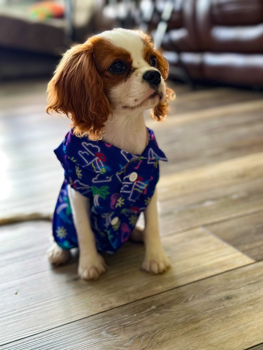 💙 Archie is ready for summer fun (not the hot weather 😩) 

#cavalierkingcharlesspaniel #cavalierking #cavalierkingcharles #puppy #dog #dogs #puppies #doglovers #pets #barkbox #chewy #art #artist