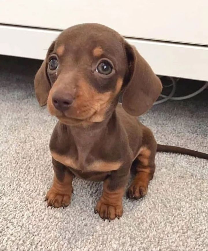 Can i get some complement!? 🐾😍
#Dachshund #puppy