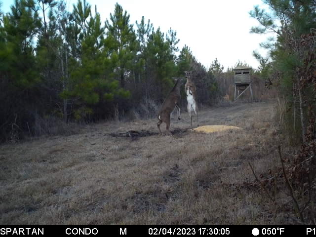 'I'll fight you over this corn pile!'

📷: Skip Watson

#spartancamera #teamspartan #trailcamera #trailcam #trailcamphotography #deer #nature #outdoors #wildlife #wildlifephotography #wildlifeobservation