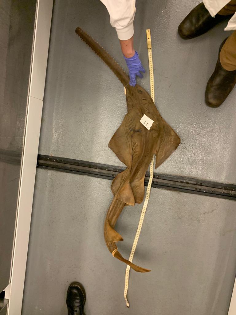 #ThrowbackThursday We use museum  specimens from the Gulf of Thailand give us some insight into the diversity of life in the area 50+ years ago, a diversity we don’t see today, these big rhinorays and the winghead shark are no longer found in the area #lostsharks #WorldOceanDay