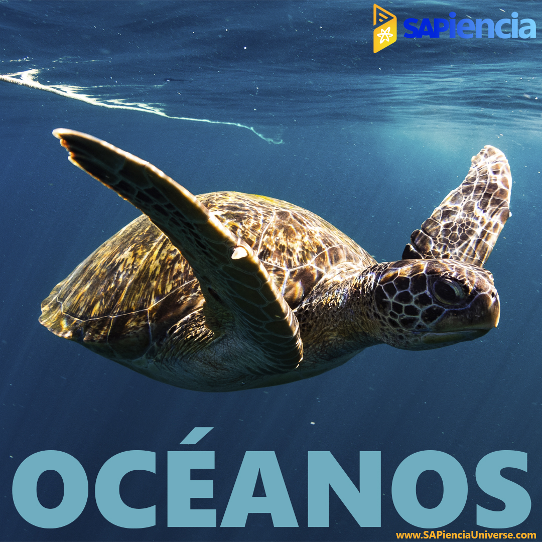 🐳🐋🐬¡CUÍDA LOS #OCÉANOS!🐟🐠🐡🦈
sapienciauniverse.com

#DiaDeLosOceanos
#SAP #SAPS4HANA #S4HANA #ABAP #SAPFinanzas #SAPFormación #EspecialidadFormativaSAP #FormaciónSAP #CursoSAP #CapacitacionSAP #SAPMaster #SAPTraining #CertificacionSAP #LifeAtSAP