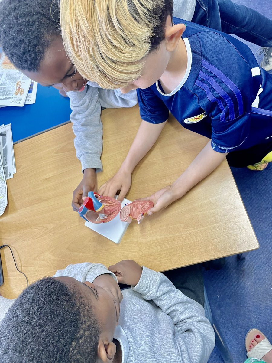 MissAndersonWS's tweet photo. We are learning about healthy bodies and healthy minds. Today we learned all about the circulatory system and did some pulse experiments with Grace. 🏃‍♂️🏃🏽‍♀️🫀 https://t.co/D2IJuVrY4m