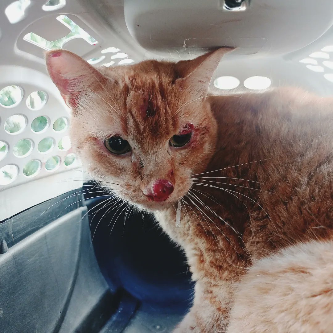 TonyResgate's tweet image. Resgatamos em um condomínio de Santa Rita, Niterói, RJ. Belo gatão amarelo com lesões de esporotricose. Encaminhado para uma Clínica Veterinária. 

#tonyresgatedeanimais
#castrarsalvavidas
