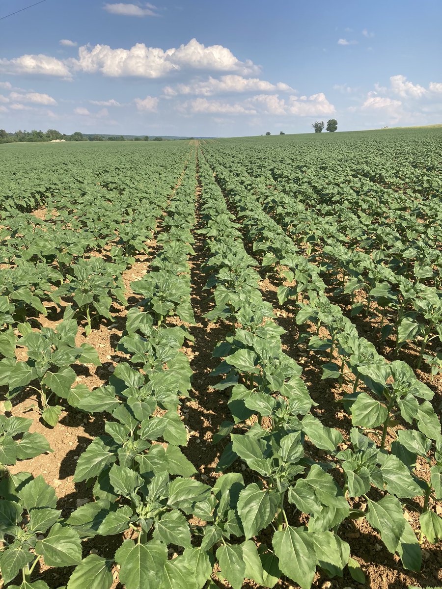 <a href="/OlivierCOSTE2/">Olivier COSTE</a> <a href="/veluot/">Veluot Benoit</a> <a href="/HallouinCharlin/">Charlin - La Ferme de Charlin</a> <a href="/terresinovia/">Terres Inovia</a> @laurentjung54 <a href="/FopProducteurs/">FOP</a> <a href="/terresoleopro/">Terres OléoPro</a> <a href="/BenoitMallinger/">Mallinger Benoît</a> <a href="/bigard_q/">Quentin B 🐮🌻🌾🌽🚜</a> <a href="/toto_bricolo/">Thomas</a> <a href="/BMitard/">MITARD Bertrand</a> <a href="/BIOmanu59/">Emmanuel LEVEUGLE</a> <a href="/Hermann10170111/">Hermann</a> <a href="/MonosemOfficiel/">Monosem</a> Tu crois que les Barrois sont plus chauds ?
Ce tournesol 🌻 ferme le rang avec un feuillage très couvrant. 
L’enherbement a été bien géré et les abeilles 🐝 trouveront de quoi butiner d’ici 4 semaines. 
📸Virey Sous Bar - 10