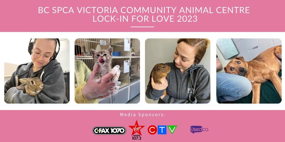 Join animal lovers across B.C. to transform the lives of vulnerable animals. From June 1 - 17 raise funds online for <a href="/BC_SPCA/">BC SPCA / BCSPCA</a> then Lock-In for Love on June 17 for your final fundraising push - REGISTER NOW! lockin.spca.bc.ca #yyj #victoriabc #yyjevents #bcspca #animals