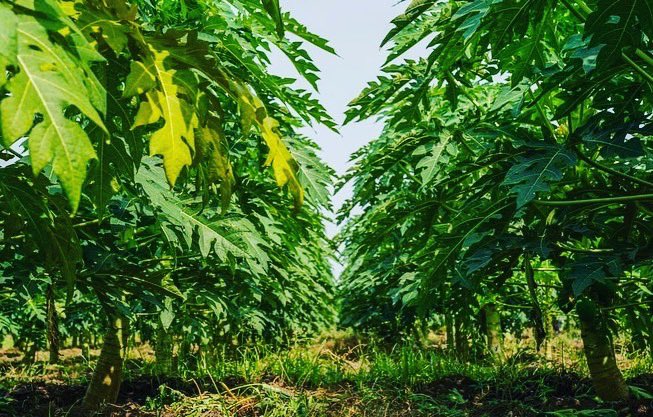 Yusuf Mohammed (@yusufmo79063780) on Twitter photo The experience of Ethiopia’s Green Legacy Initiative has shown the importance of leadership commitment in public mobilization in planning, funding, and executing programs on climate change. #Green_Legacy #500_Million__Saplings <a href="/theGCF/">Green Climate Fund</a> The experience of Ethiopia’s Green Legacy Initiative has shown the importance of leadership commitment in public mobilization in planning, funding, and executing programs on climate change. #Green_Legacy #500_Million__Saplings <a href="/theGCF/">Green Climate Fund</a>