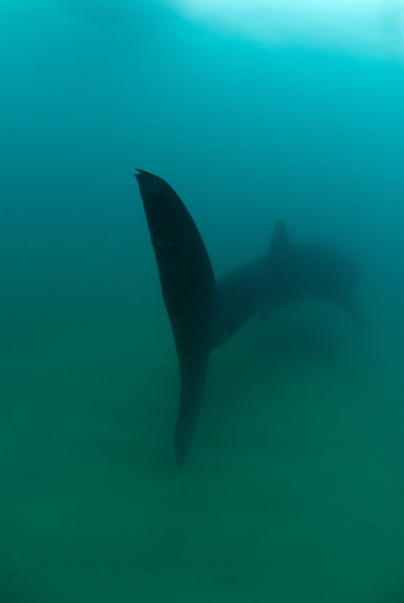 Why would this whale shark be so low in the water column?

A. They hunt on the sea floor, much like eagle rays.

B. It has a strong tactile sense and enjoys the feel of the sand against its skin.

C. It’s looking for a place to sleep. Whale sharks sleep for 11-13 hours a day.