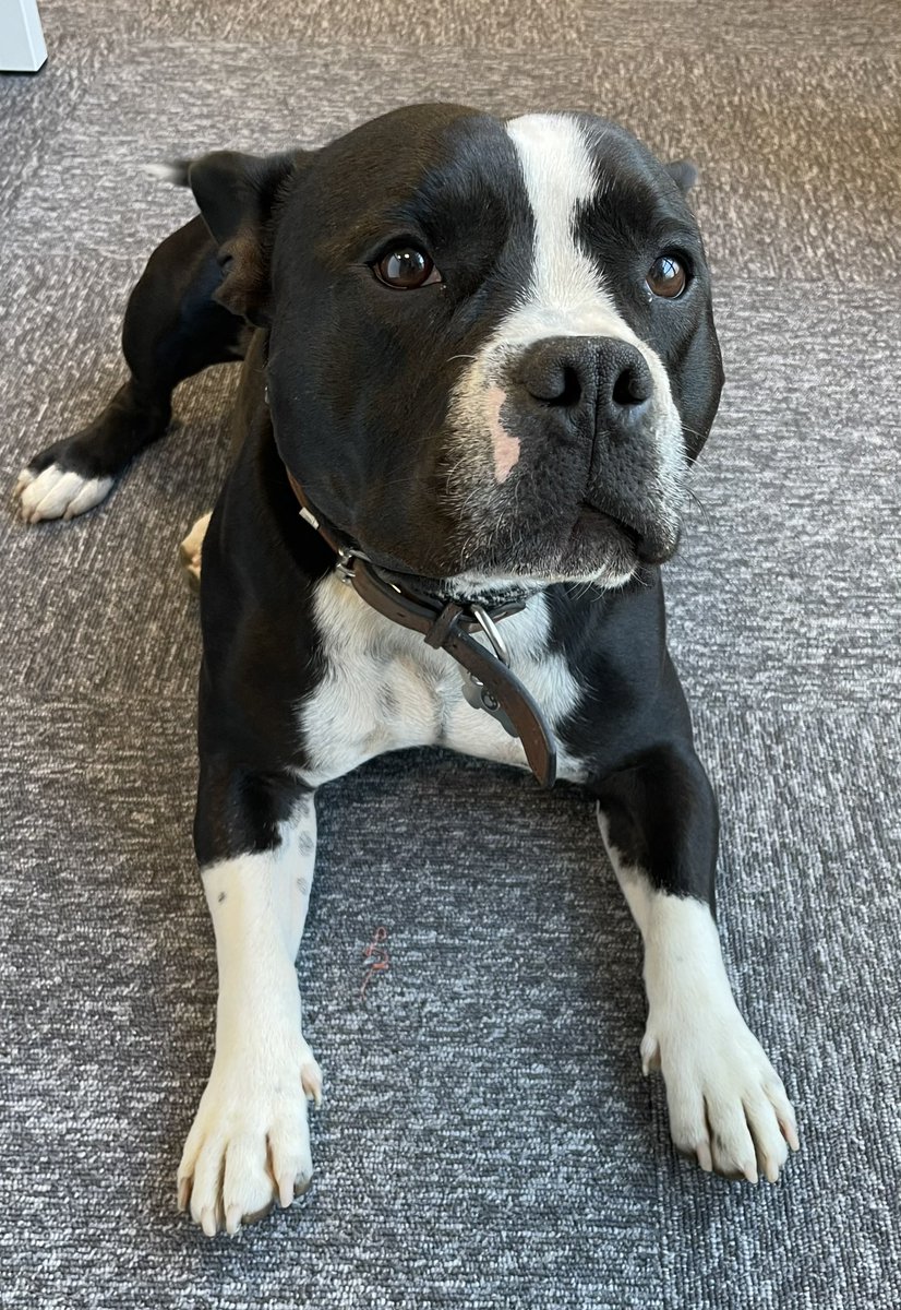 Say “hi” to our new intern that is joining us in the office this week.  A great way to support mental health.  Every office needs a Frank.