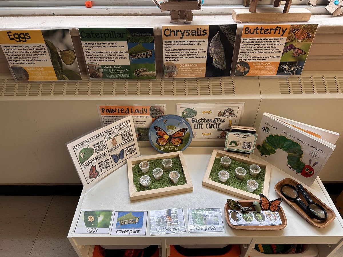 msmihaychukWM's tweet photo. 🐛 It’s my favourite time of year!! 

Our little caterpillar friends have arrived and are ready to show us their amazing transformation! https://t.co/boMzgQ1R6k