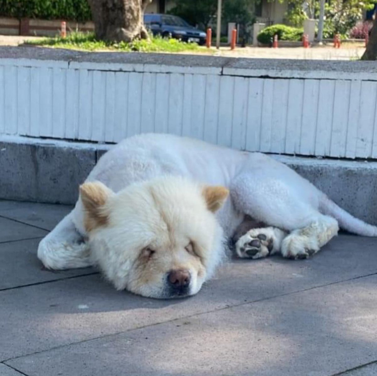 patiarkadas's tweet photo. Traşlı yaşı küçük bir chow chow çin aslanı cinsi bir can, yalova sahilde dolaşıyormuş.
Yarası varmış, diğer köpekler yapmış olabilir.Traşlı olduguna göre kayıp olma ihtimali olabilir mi? 

#SokakHayvanlarıSahipsizDeğil https://t.co/ktQMFnvEat