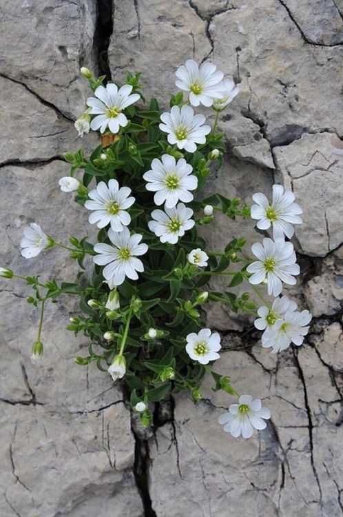 Around the jagged rocks 
you ever have seen 
clusters of beautiful flowers, 
this contradiction proves 
the love of mother nature.

#VerseOfTheDay