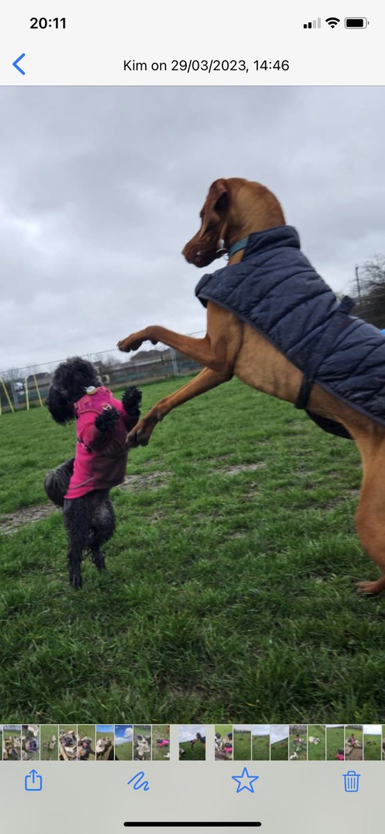 wjc40's tweet photo. @Battersea_ Betty and her best friend Maggie https://t.co/s9KXUNBn9M
