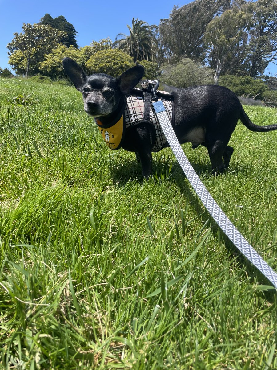 🗣️ someone adopt skedaddle he’s perfect