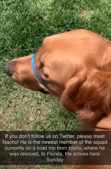 GoldenRatioOTD's tweet photo. 8/6/22 On this day: Hello (kind of) to Nacho!!! #OperationNachoRun, an epic journey to transport Nacho from Idaho down to Floria with the help of volunteer drivers began! Welcome to the squad Nacho! https://t.co/YRD98YCZhq