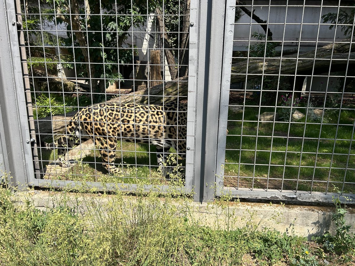 Rendedeer's tweet image. I visited both the @SMNStuttgart and the Wilhelma Zoo - both are amazing but I guess I visit it when there is no metaphorical zerg rush of people