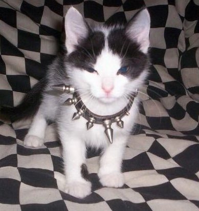 acid666host's tweet photo. punk cats https://t.co/KFAlZLuu71