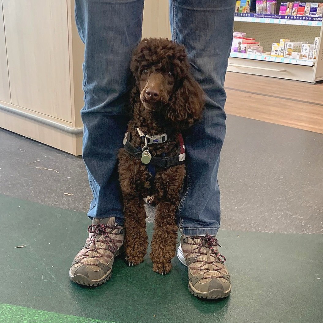 Spending time in the busy @PetsatHome store in #HandforthDean was good experience for our young #pups.  They spent their time #practising all the #newskills they've been learning as well as getting lots of #cuddles 
@HD_Cheshire @VolTeamHDogs @HearingDogs