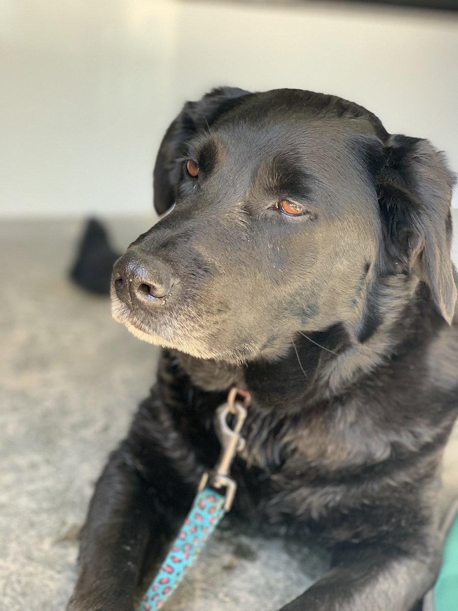 We found a dog at Dovedale. 
Wandering along the track from Milldale. 
Please help us find the owner. 
Collar,  but no tag and not chipped. 
☹️🐶☹️🐶☹️🐶☹️🐶☹️🐶☹️🐶☹️🐶
@PeakDistrictNT