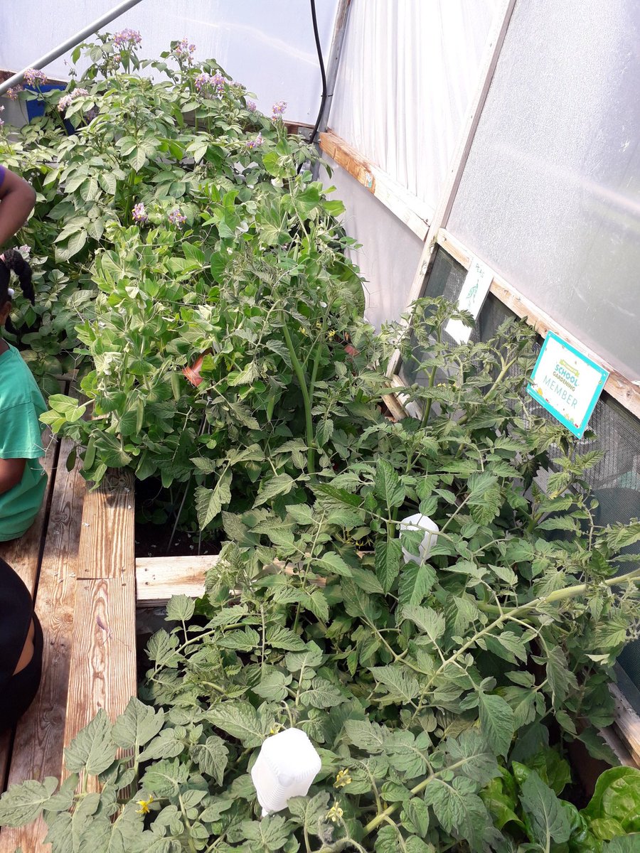 #AfterSchoolClub @SurreySqSchool in the polytunnel with the young growers 🍅🥕🌽🥬🥔 amazing how quickly everything is growing ! 👏 @ActionFunder for the watering system 💧💧vital during #schoolholidays #foodeducation #outdoorlearning #enjoyment #growyourown #HealthyFood