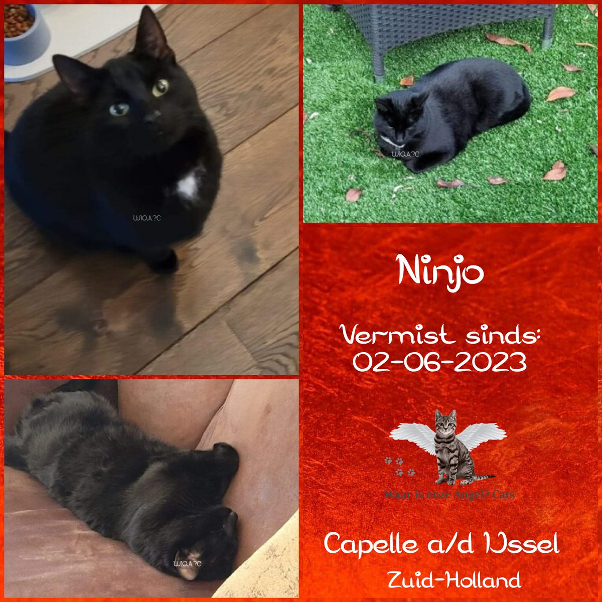 Ninjo #Vermist sinds 02-06-2023 te #CapelleadIJssel #ZuidHolland #Nederland 

facebook.com/photo?fbid=559…