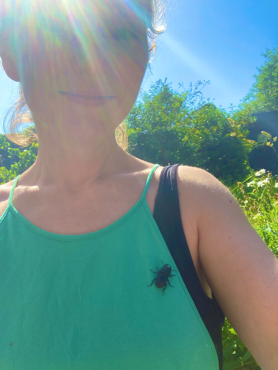 gailashton's tweet photo. OH HAPPY DAY!!!

#LesserStagBeetle #DorcusParallelipipidus https://t.co/tHDZlrjLlr