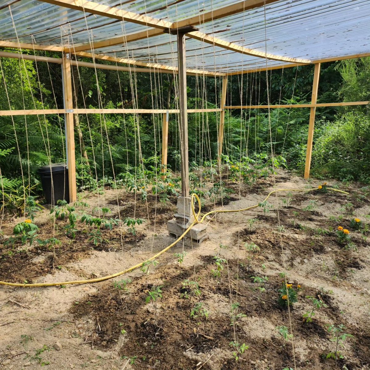 Ça pousse...
Engrais naturel😈😆