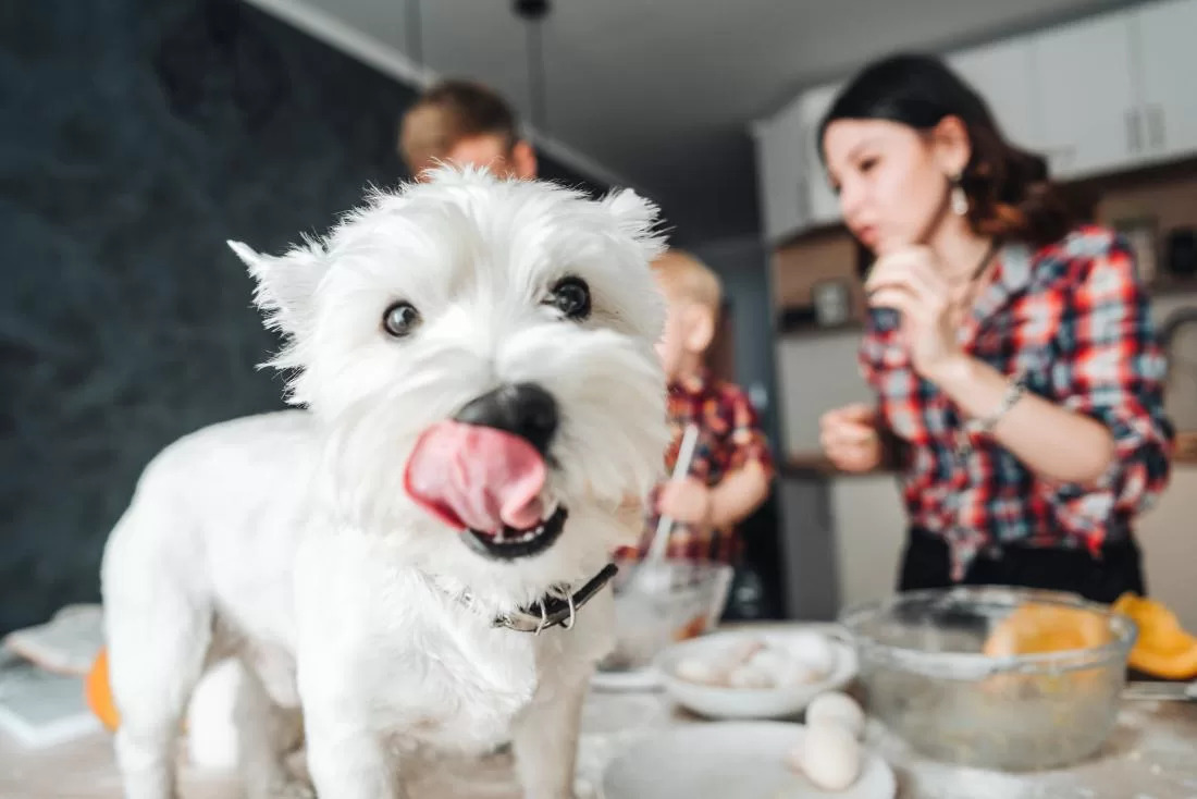 shepherd_lovers's tweet photo. Why is my dog not eating his food but Eating human food? You're not the only pet owner who has discovered that your cherished animal companion is snubbing their usual dog food but salivating at a glance of your own meals.

https://t.co/bONSScCaiD https://t.co/XhtiMnzQLo
