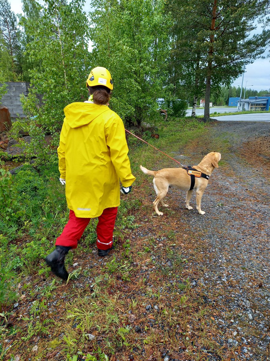 Pelastuskoiraohjaajien peruskurssilla @Pelastusopisto'n harjoitusalueella illat venyvät pitkiksi. @Sisaministerio'n tilaamalla kurssilla koulutetaan osaajia rauniopelastukseen ja #väestönsuojelu'un. #Varautuminen tehdään yhdessä.