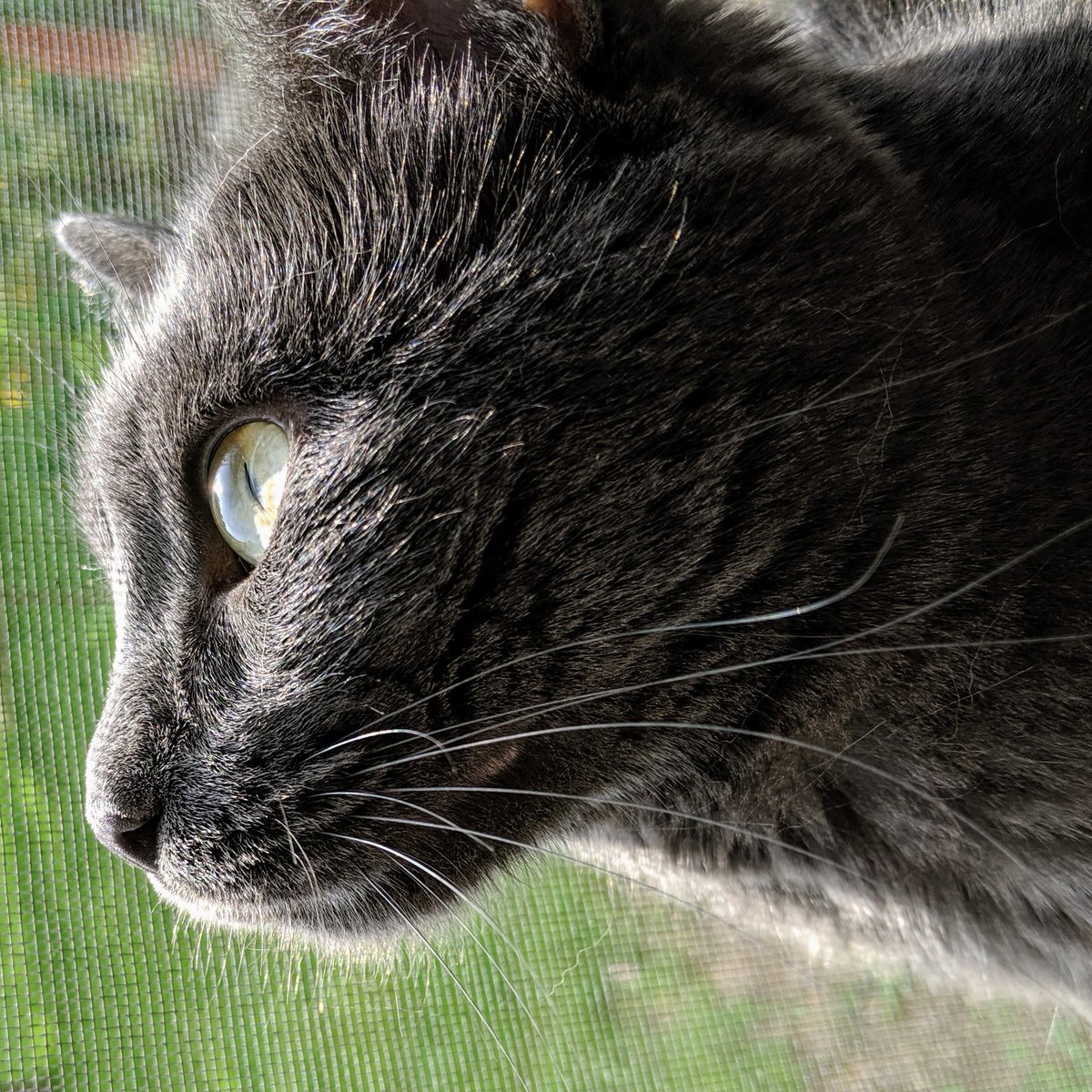 It's still Caturday!

So-Fi
Curiosity 2, 05-23-2019
Digital Photography, Pixel 3

#Sofiimagines #mypic #petphotography #pets #pet #cats #photography #petlovers  #cat #cute  #instagram #doglife #petportrait #photooftheday #animalphotography #animals #love