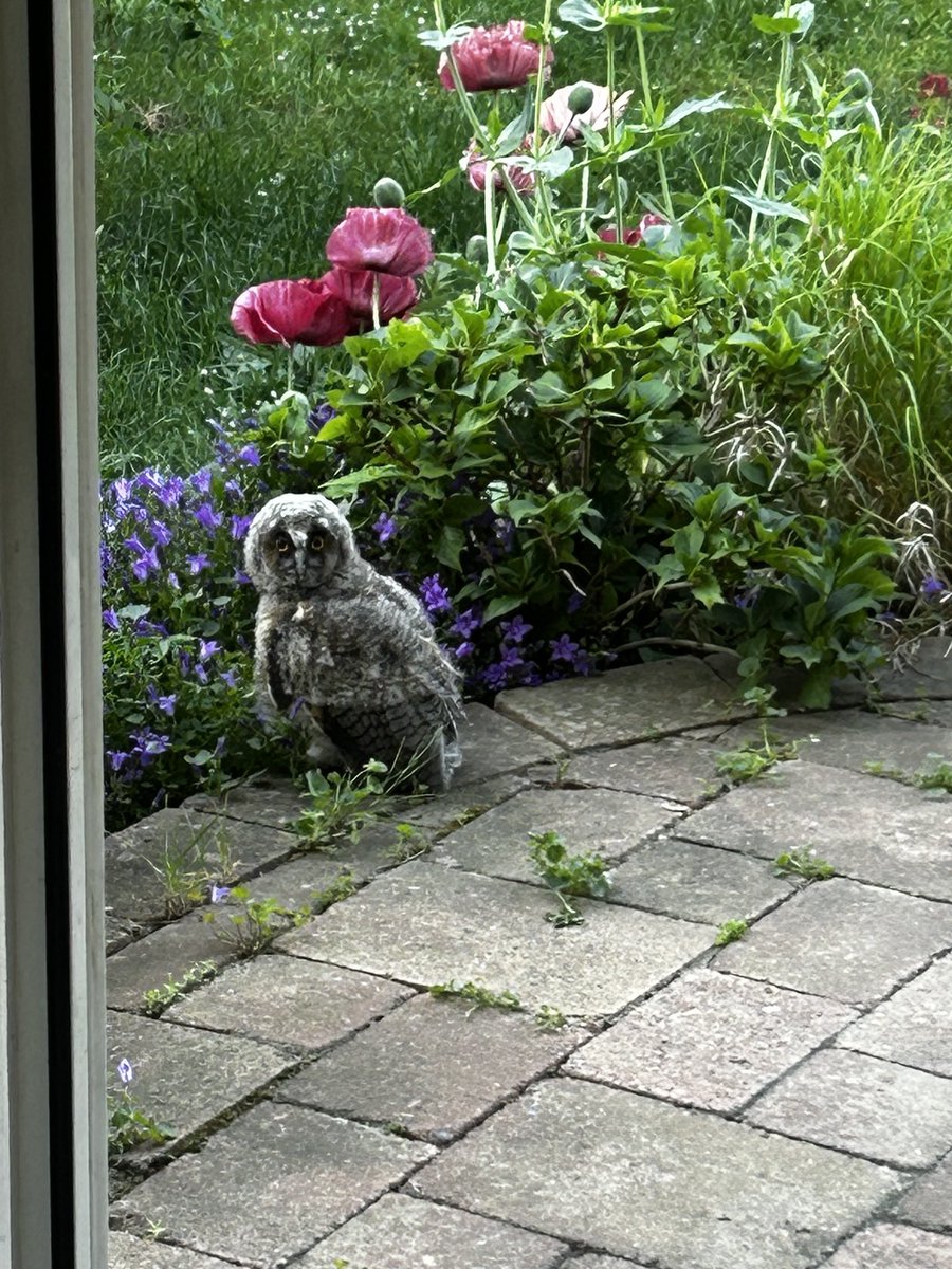 A Babyowl? In my garden? 

Who? Whoooooo?!

#MYSTiCGAMES