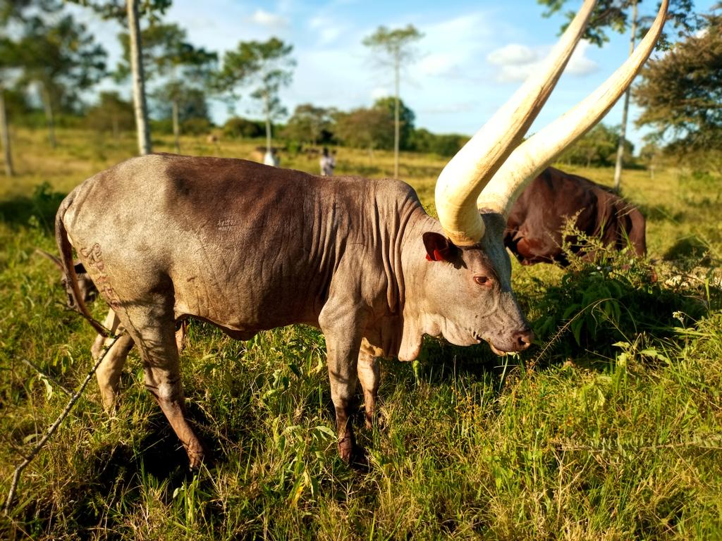 In Ankole , beauty and diversity define our  tradition! 
#ankolecattle
#destionationankole
#Uganda