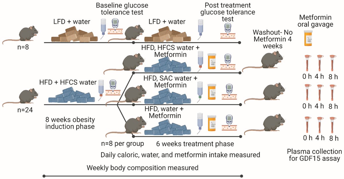 My New Paper on How Non-Nutritive Sweetened Drinks Impair Benefits of #Metformin in Prediabetic and Obese Rodents is OUT #sugar #zerocalorie #diabetes #nutrition #fatgain #weightgain #processedfoods mdpi.com/2312268 @Nutrients_MDPI