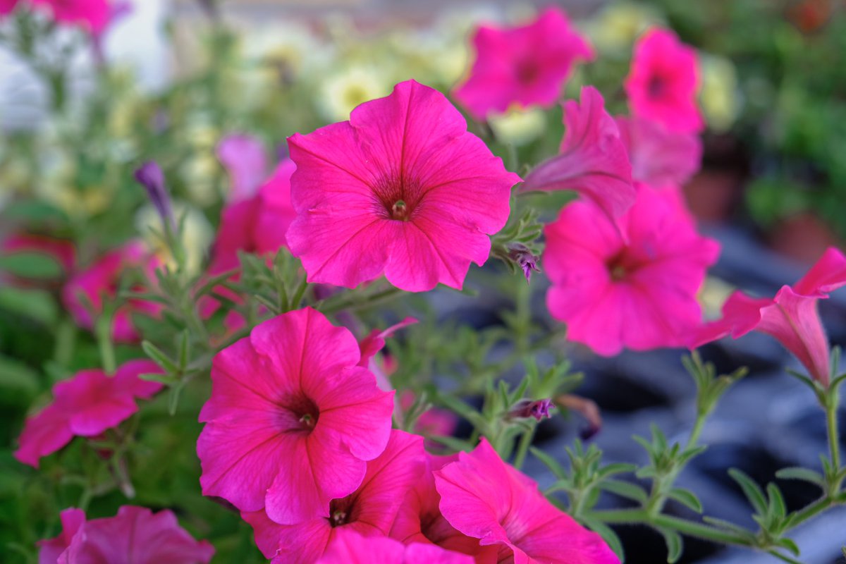 VilledeTroyes's tweet photo. DISTRIBUTION DE FLEURS
DANS LES QUARTIERS 🏘️🌺🌼🌸
Les services techniques de la Ville de Troyes ont procédé à une distribution de #fleurs dans les quartiers comme hier aux #Chartreux ou, ici, aux #Marots en présence de Flavienne Lemelle, adjointe en charge du quartier. 1/2 https://t.co/DQpHkegQ1Z