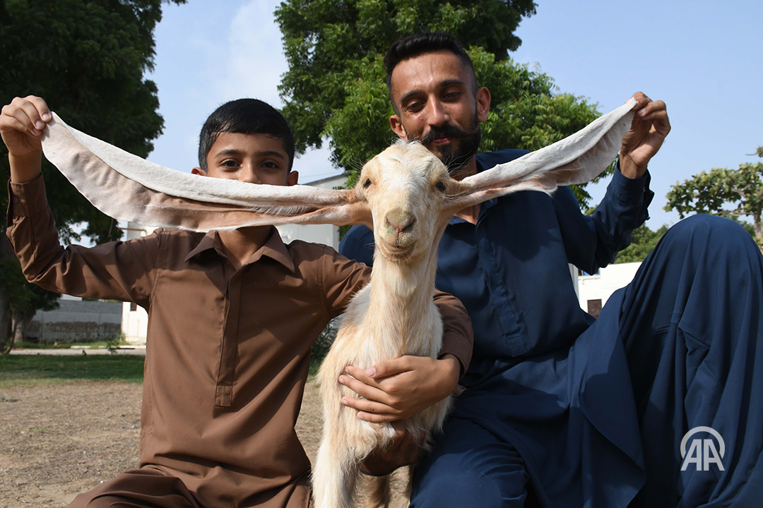 anadoluajansi's tweet photo. Pakistan'ın Karaçi kentinde 2 ay önce doğan “Simbi” isimli yavru keçi yaklaşık 55 cm uzunluğundaki kulaklarıyla ilgi çekiyor https://t.co/zRddNL9wil https://t.co/VP7sXYs9WP