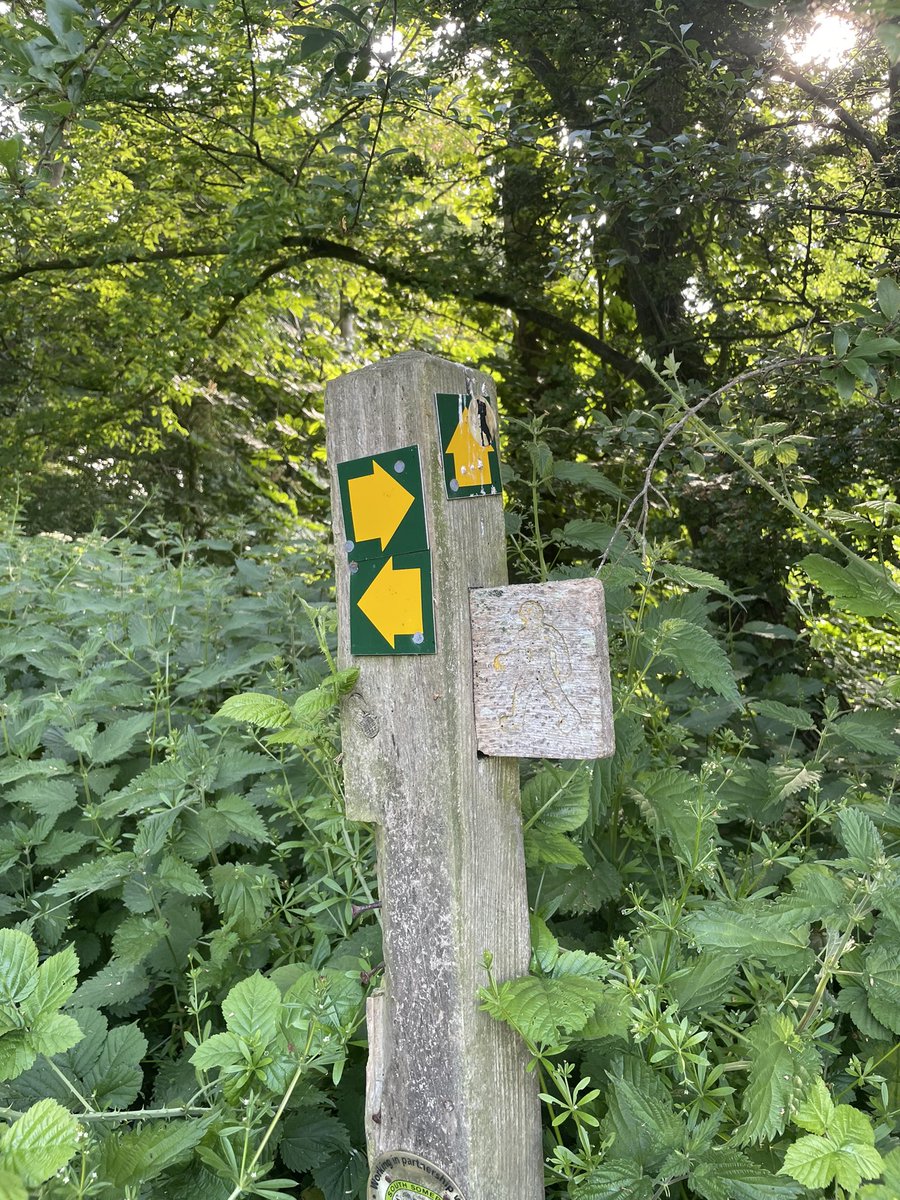 ChrisJSquire's tweet image. Exeter to Yeovil is one of my favourite run-train commutes! Get to YVJ &amp;amp; it’s trails &amp;amp; parks all the way to town &amp;amp; then @SomersetCouncil offices. And cows.