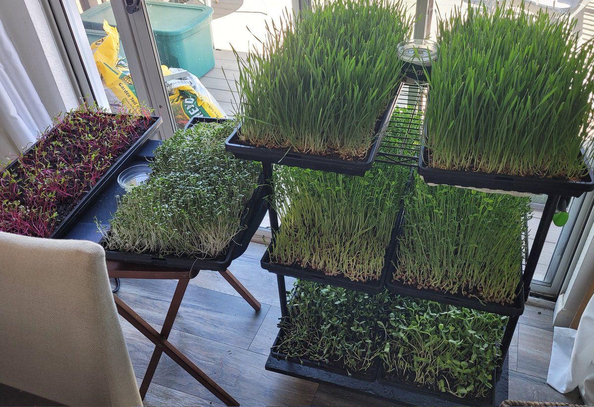 BlueCol63804184's tweet photo. Organic home grown microgreens ready to eat. https://t.co/sVqdqxER4c