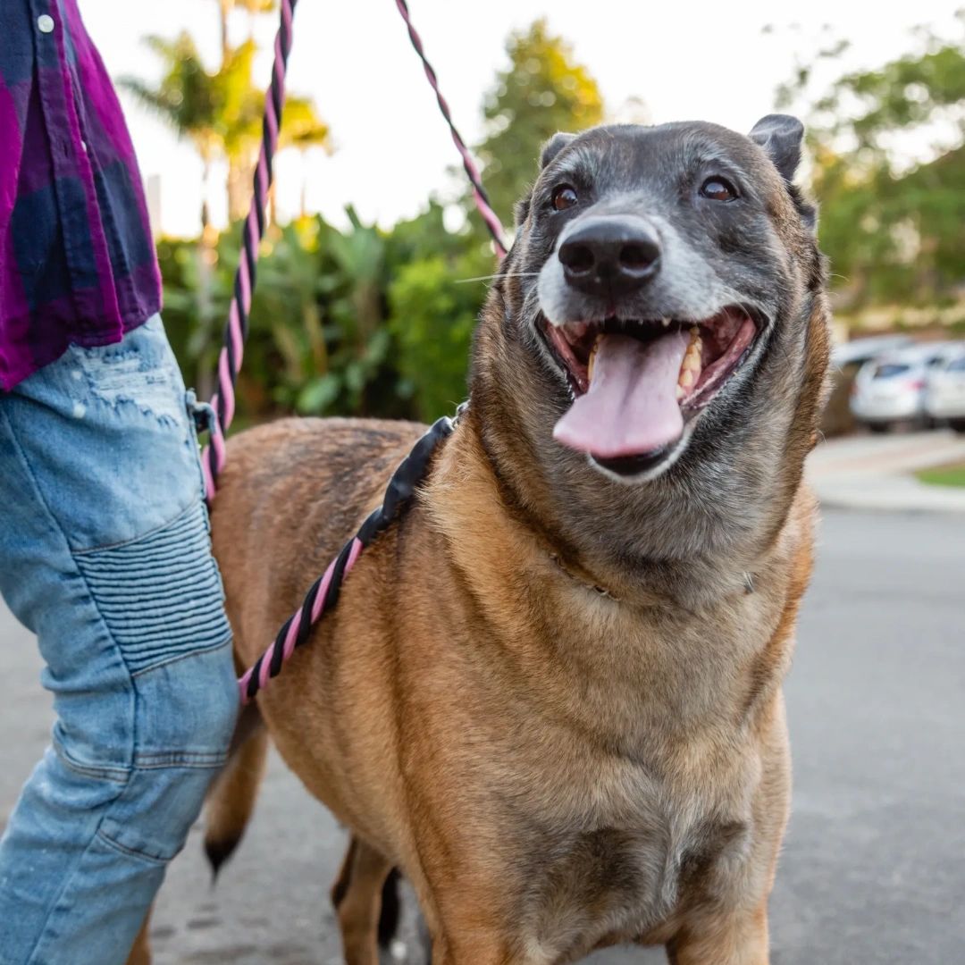Pet Walker Plus (@PetWalkerPlusca) / Posts / X