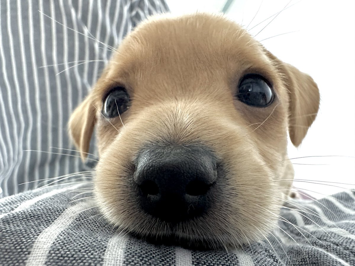 ไม่ทักก็บอกมาหลอกให้หมาแดงรีทำไม