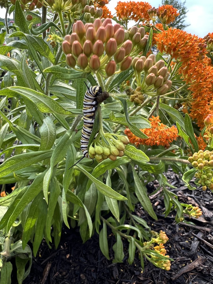 PlatteCountyPirates tweet media