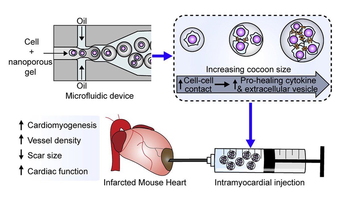 davis_ctrl's tweet image. Cocooning stem cells using a new microfluidic device boosts cell survival by restoring vital cell-cell contact in the cocoon to increase the healing effect of transplanted cells. See it here:
doi.org/10.1016/j.biom…