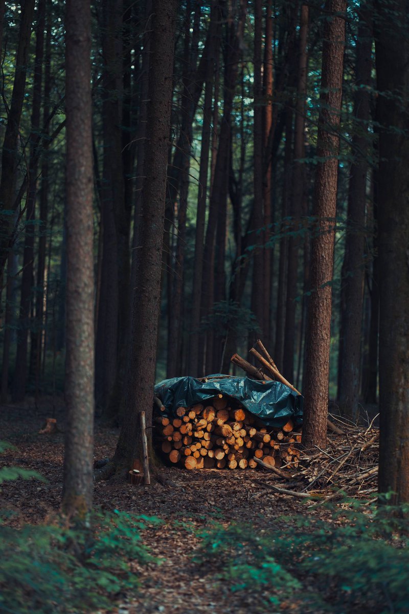 lovesoundscapes's tweet photo. #sigma #sigmafp #fp #landscape #landscapephotography #travel #travelphotography #travelblogger #color #colorful #nature #natur #camera #cinematic #mood #aesthetic #aesthetics #forest #schwarzwald #blackforest #wildernessculture #wilderness #follow #followformore https://t.co/jbiVPRE6ev
