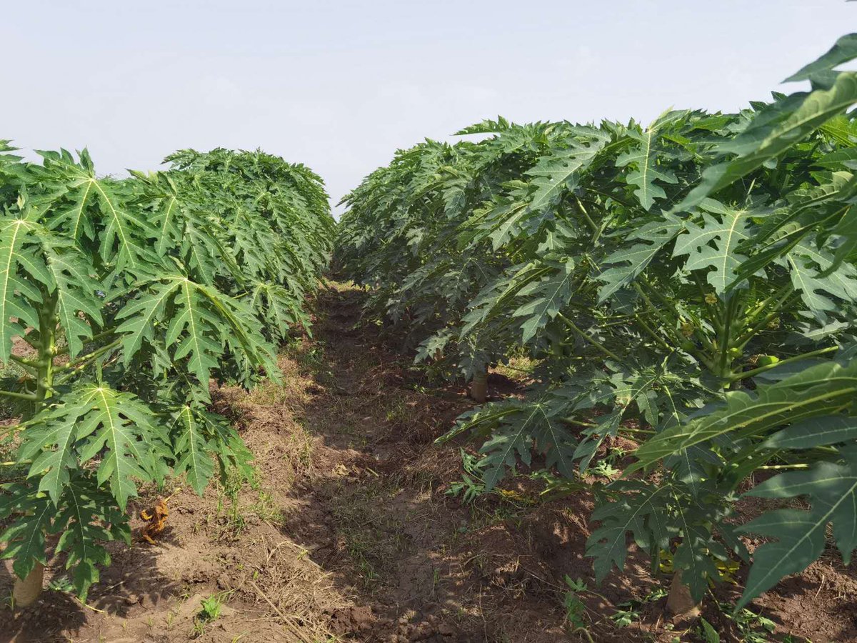 Yusuf Mohammed (@yusufmo79063780) on Twitter photo Ethiopia has achieved great results in wheat cultivation #We_Achieves_32.5 Billion #Green_Legacy #500_Million__Saplings <a href="/wclimate/">World Climate Foundation</a> <a href="/climate/">Bloomberg Green</a> <a href="/ClimateReality/">Climate Reality</a> <a href="/UNFCCC/">UN Climate Change</a> <a href="/IPCC_CH/">IPCC</a> <a href="/theGCF/">Green Climate Fund</a> <a href="/ClimateGroup/">Climate Group</a> <a href="/environmentca/">Environment Canada</a> <a href="/ClimateCentral/">Climate Central</a> <a href="/citizensclimate/">Citizens' Climate Lobby</a> Ethiopia has achieved great results in wheat cultivation #We_Achieves_32.5 Billion #Green_Legacy #500_Million__Saplings <a href="/wclimate/">World Climate Foundation</a> <a href="/climate/">Bloomberg Green</a> <a href="/ClimateReality/">Climate Reality</a> <a href="/UNFCCC/">UN Climate Change</a> <a href="/IPCC_CH/">IPCC</a> <a href="/theGCF/">Green Climate Fund</a> <a href="/ClimateGroup/">Climate Group</a> <a href="/environmentca/">Environment Canada</a> <a href="/ClimateCentral/">Climate Central</a> <a href="/citizensclimate/">Citizens' Climate Lobby</a>